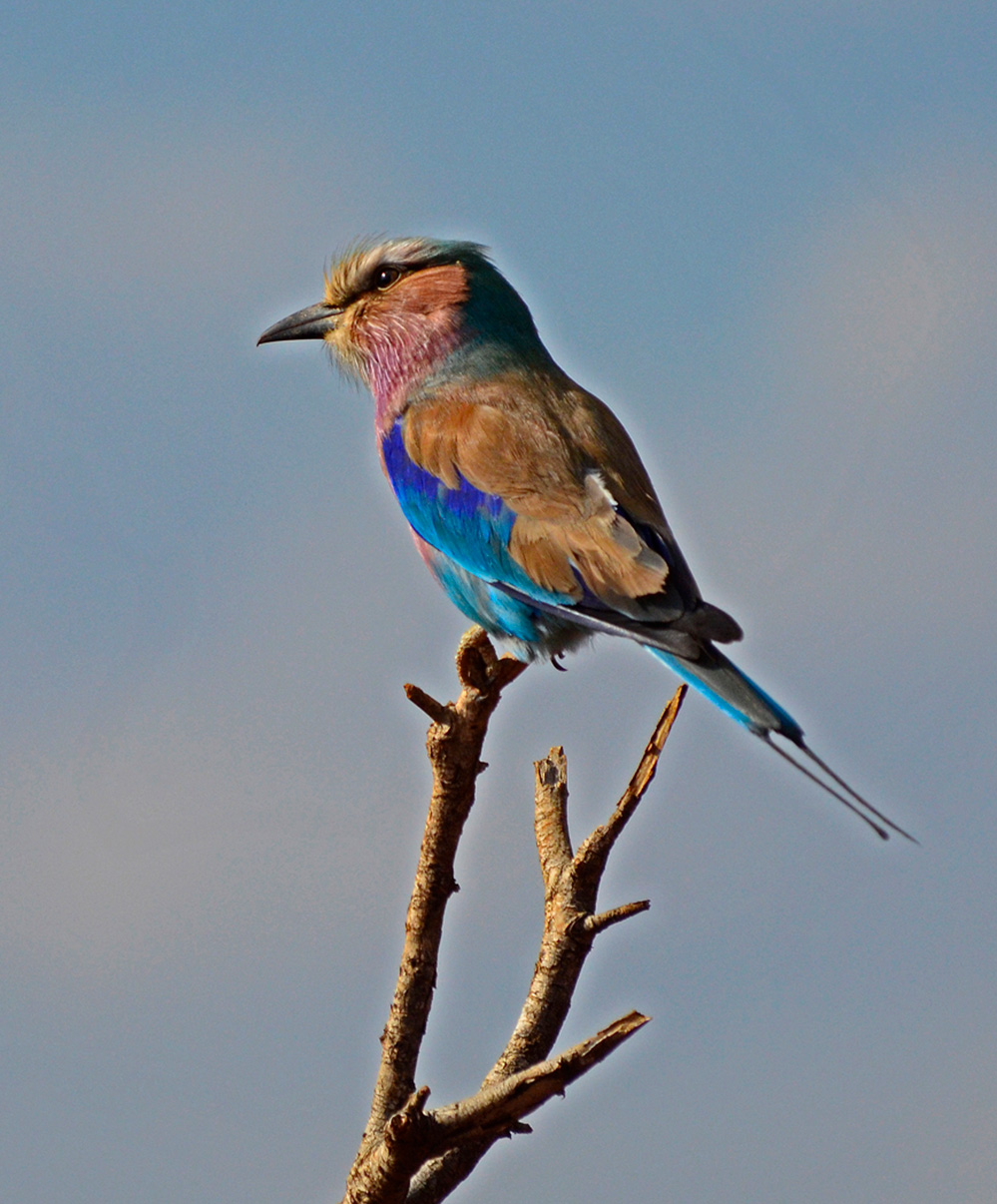 Daughters Photos Lilac Breasted Roller